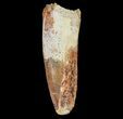 Bargain, Spinosaurus Tooth - Real Dinosaur Tooth #65481-1